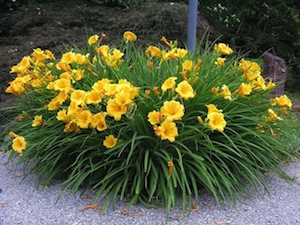 Daglilja 'Stella d'Oro'